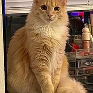 Nova joined the competition — help win amazing prizes! cat, orange_cat, fluffy, indoor, table, window, blinds, makeup, cosmetics, organizer, curious, sitting, feline, pet, whiskers, tail, fur, domestic_animal, cute, portrait