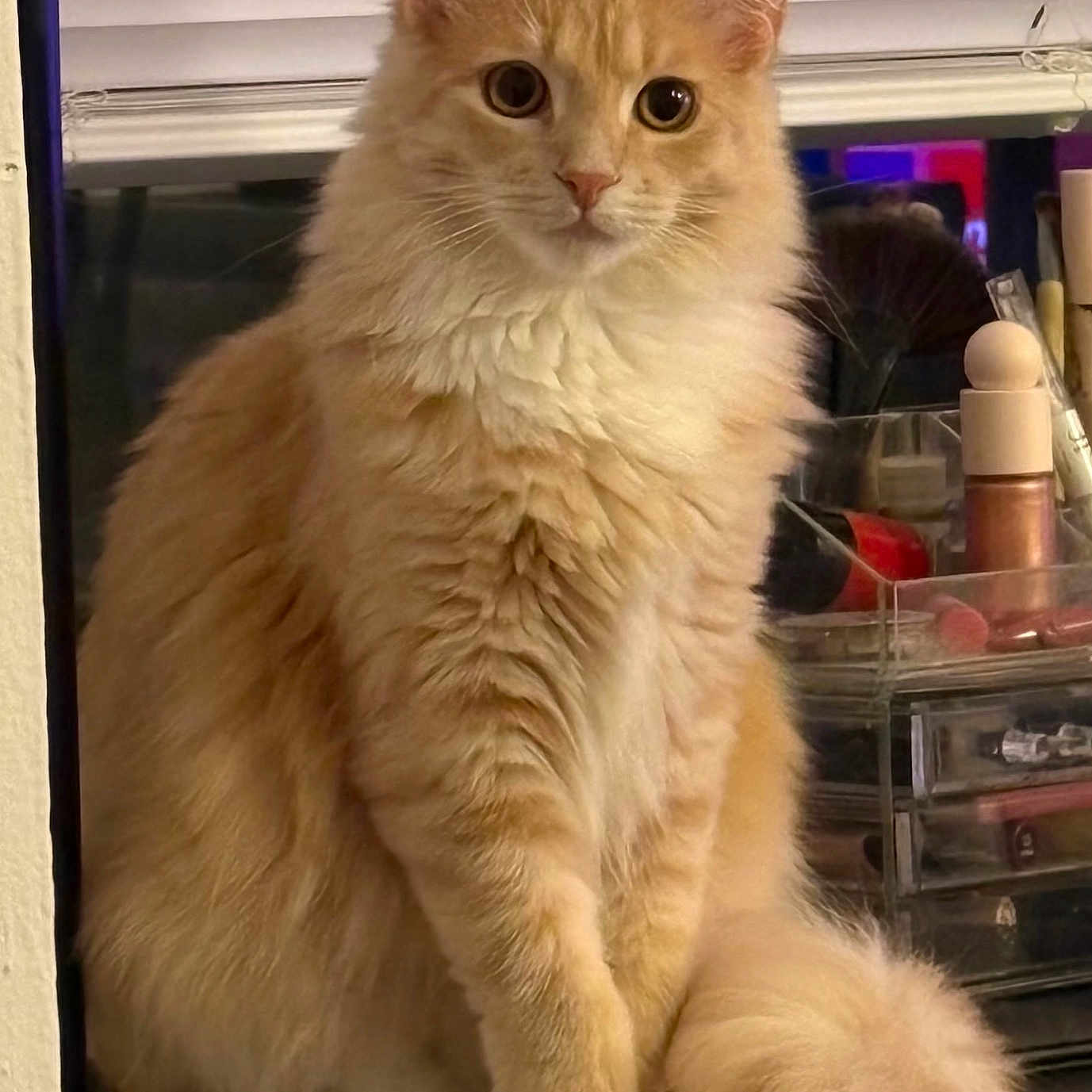 Nova joined the competition — help win amazing prizes! cat, orange_cat, fluffy, indoor, table, window, blinds, makeup, cosmetics, organizer, curious, sitting, feline, pet, whiskers, tail, fur, domestic_animal, cute, portrait