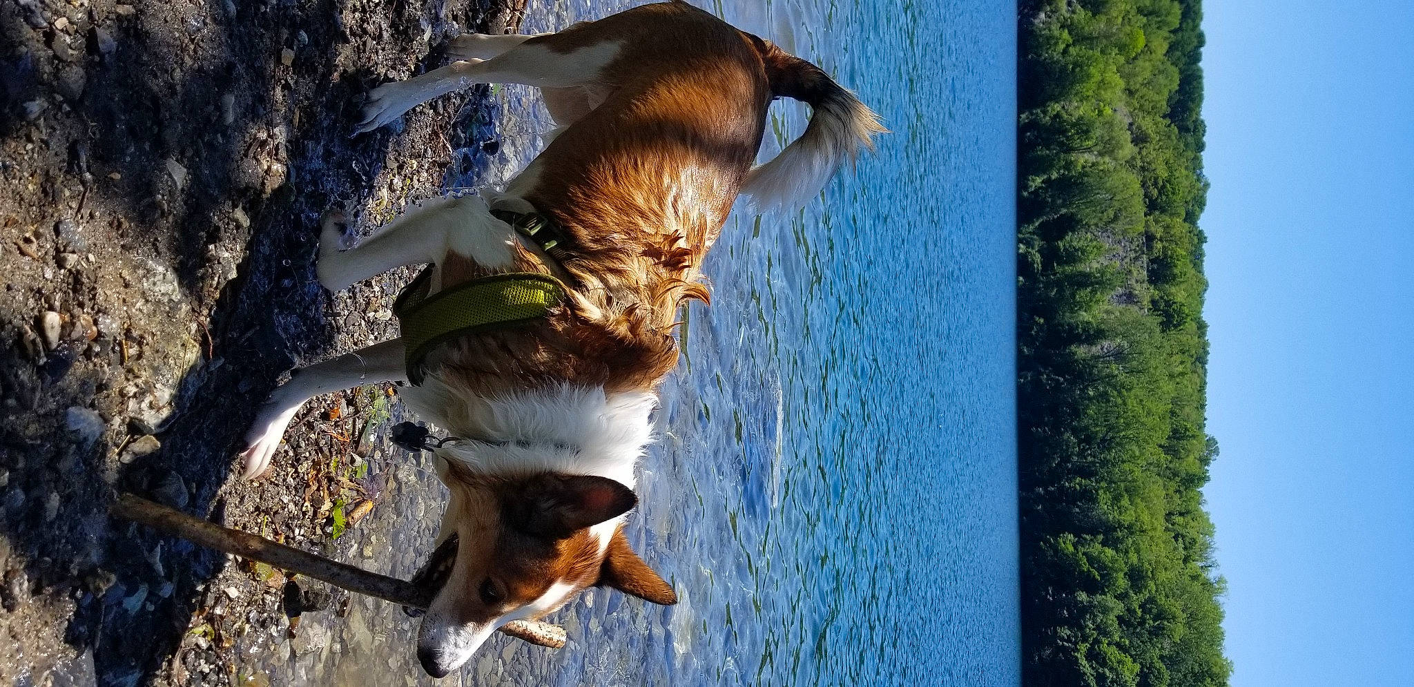 Jerry is registered to the contest to win money with this photo: carnivore, companion_dog, dog_breed, fawn, felidae, grass, happy, lake, mammal, plant, sky, small_to_medium_sized_cats, snout, tail, tree, trunk, twig, water, whiskers, wood