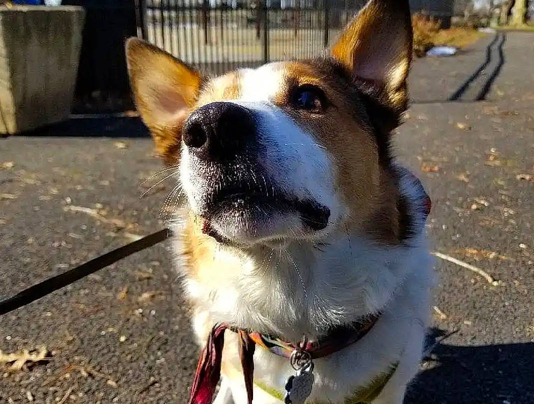 Jerry joined the competition — help win amazing prizes! canidae, carnivore, collar, companion_dog, dog, dog_breed, dog_collar, dog_supply, eye, fawn, fence, fur, herding_dog, paw, snout, sporting_group, tail, terrestrial_animal, whiskers, working_animal