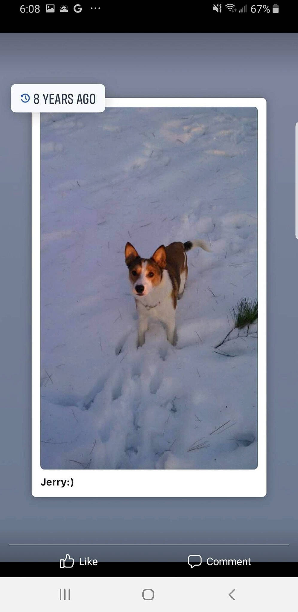 Jerry joined the competition — help win amazing prizes! ancient_dog_breeds, carnivore, collar, companion_dog, corgi_chihuahua, dog, dog_breed, dog_supply, hound, hunting_dog, photo_caption, recreation, slope, snow, sporting_group, tail, winter, working_animal, working_dog