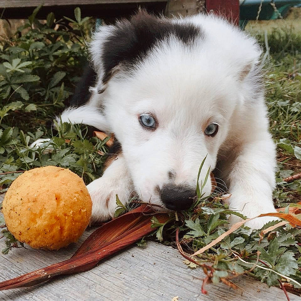 Maya participe au concours pour gagner de l'argent avec cette photo : ancient_dog_breeds, ball, canidae, carnivore, companion_dog, dog, dog_breed, fawn, fur, grass, herding_dog, non_sporting_group, paw, plant, snout, sporting_group, tree, whiskers, working_animal, working_dog