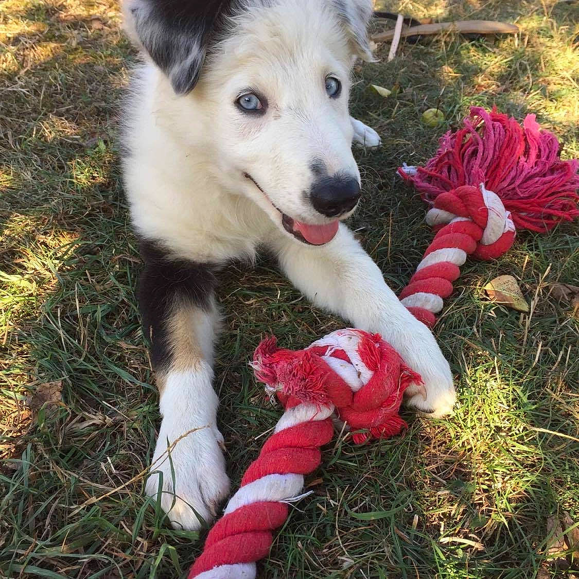 Maya a rejoint le concours — aidez-le/la à gagner de superbes lots ! berger_blanc_suisse, border_collie, canidae, carnivore, companion_dog, dog, dog_breed, mammal, puppy, rare_breed_dog, sporting_group, vertebrate, working_dog