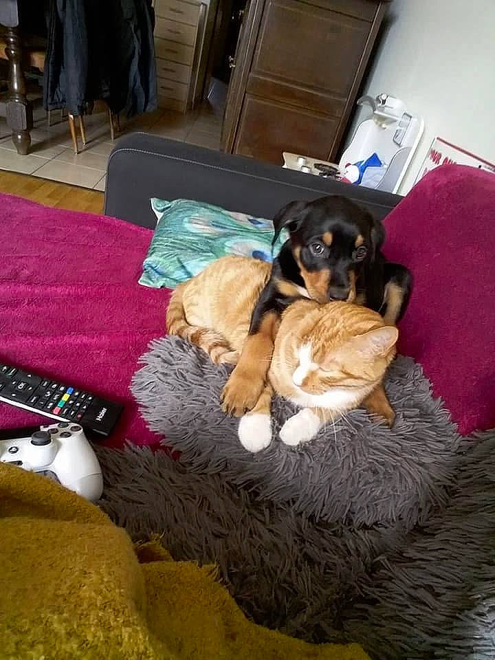 Nestea participe au concours pour gagner de l'argent avec cette photo : bag, canidae, carnivore, carpet, comfort, companion_dog, couch, dog, dog_breed, felidae, floor, flooring, fur, linens, living_room, luggage_and_bags, nap, room, sporting_group, tail