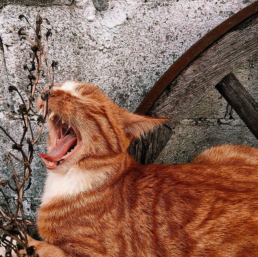 Nestea participe au concours pour gagner de l'argent avec cette photo : big_cats, carnivore, cat, eye, fang, fawn, felidae, head, human_body, jaw, liver, plant, roar, small_to_medium_sized_cats, snout, tail, terrestrial_animal, whiskers, wood, yawn