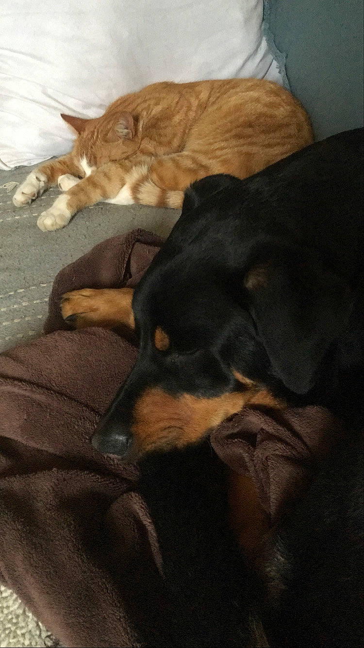 Nestea participe au concours pour gagner de l'argent avec cette photo : carnivore, cat, comfort, companion_dog, darkness, dog, dog_breed, domestic_short_haired_cat, ear, felidae, fur, nap, paw, pinscher, small_to_medium_sized_cats, snout, tail, whiskers, wood, working_animal