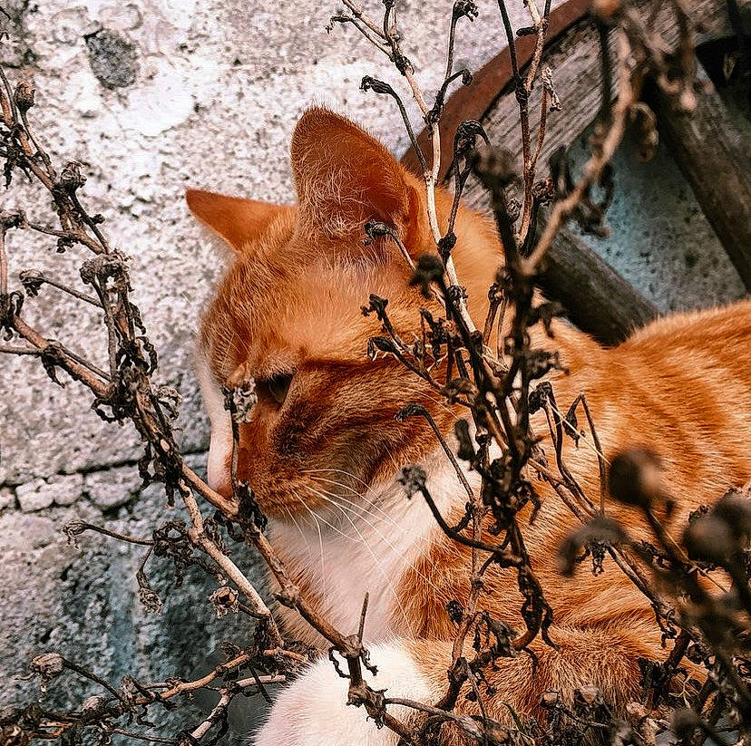 Nestea participe au concours pour gagner de l'argent avec cette photo : biome, carnivore, fawn, felidae, fur, grass, natural_environment, natural_landscape, organism, plant, snout, tail, terrestrial_animal, tree, trunk, twig, whiskers, wilderness, wildlife, wood