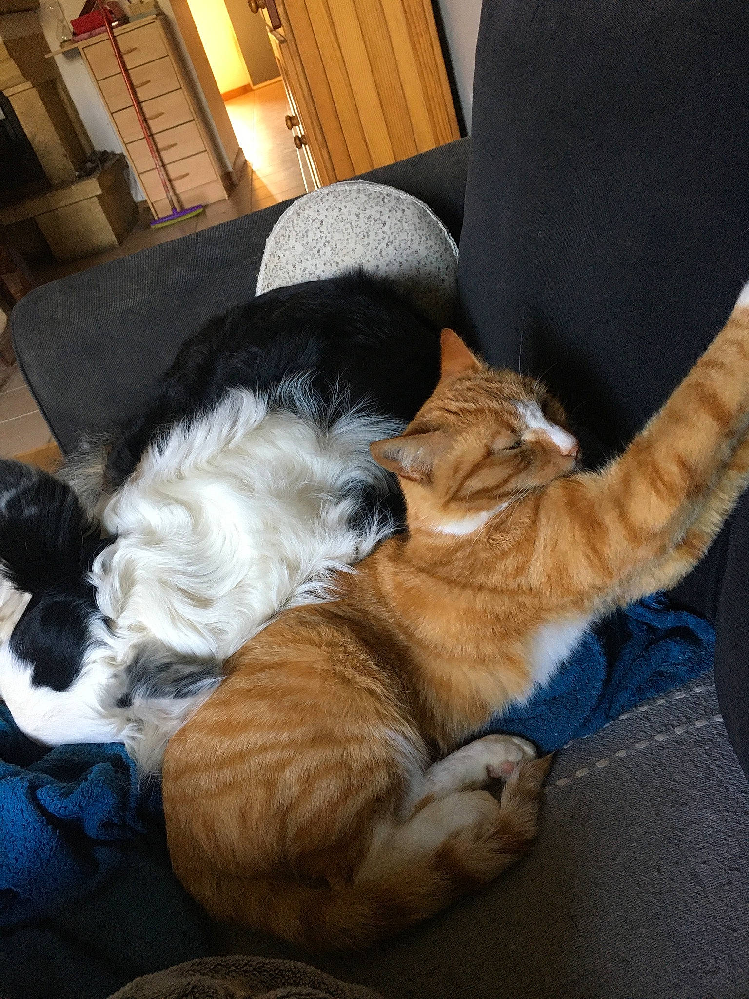 Nestea a rejoint le concours — aidez-le/la à gagner de superbes lots ! carnivore, cat, claw, comfort, companion_dog, couch, curtain, dog_breed, domestic_short_haired_cat, fawn, felidae, fur, human_leg, lap, living_room, picture_frame, room, small_to_medium_sized_cats, tail, whiskers