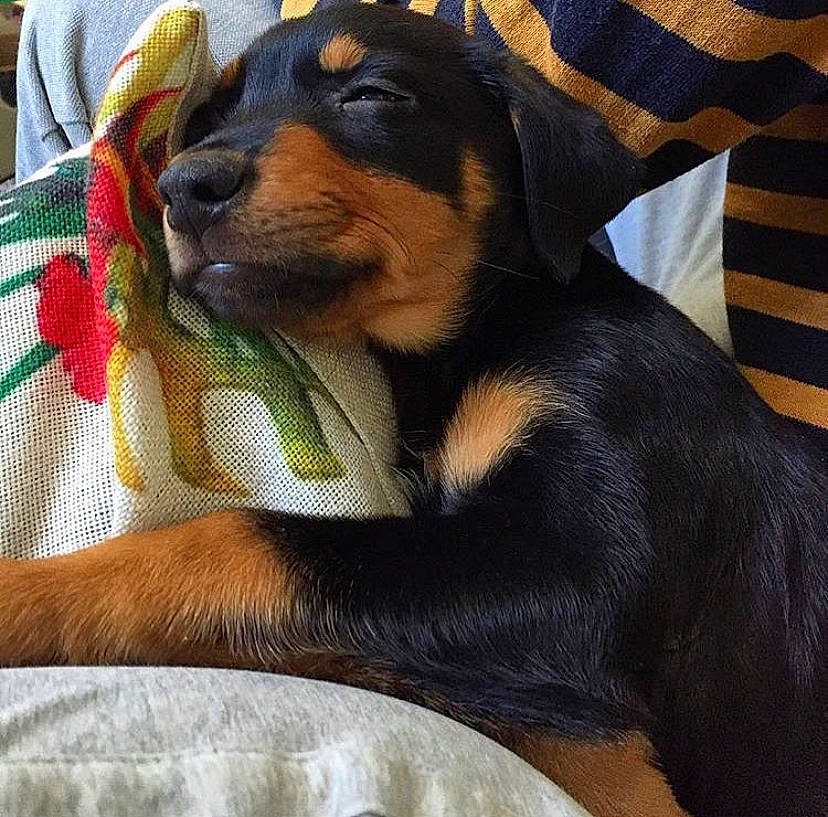 Charli a rejoint le concours — aidez-le/la à gagner de superbes lots ! canidae, carnivore, comfort, companion_dog, dog, dog_breed, hunting_dog, paw, snout, sporting_group, terrestrial_animal, working_animal, working_dog