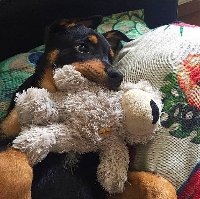 Charli participe au concours pour gagner de l'argent avec cette photo : bed, canidae, carnivore, comfort, companion_dog, dog, dog_breed, dog_supply, fawn, fur, linens, liver, nap, snout, sporting_group, stuffed_toy, terrier, toy, toy_dog, working_animal
