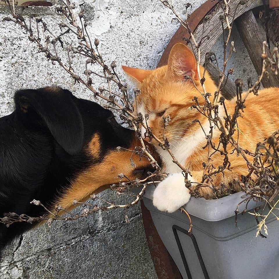 Charli participe au concours pour gagner de l'argent avec cette photo : branch, carnivore, cat, dog, domestic_short_haired_cat, fawn, felidae, flowerpot, fur, grass, mammal, plant, small_to_medium_sized_cats, snout, tail, tints_and_shades, twig, vertebrate, whiskers, wood