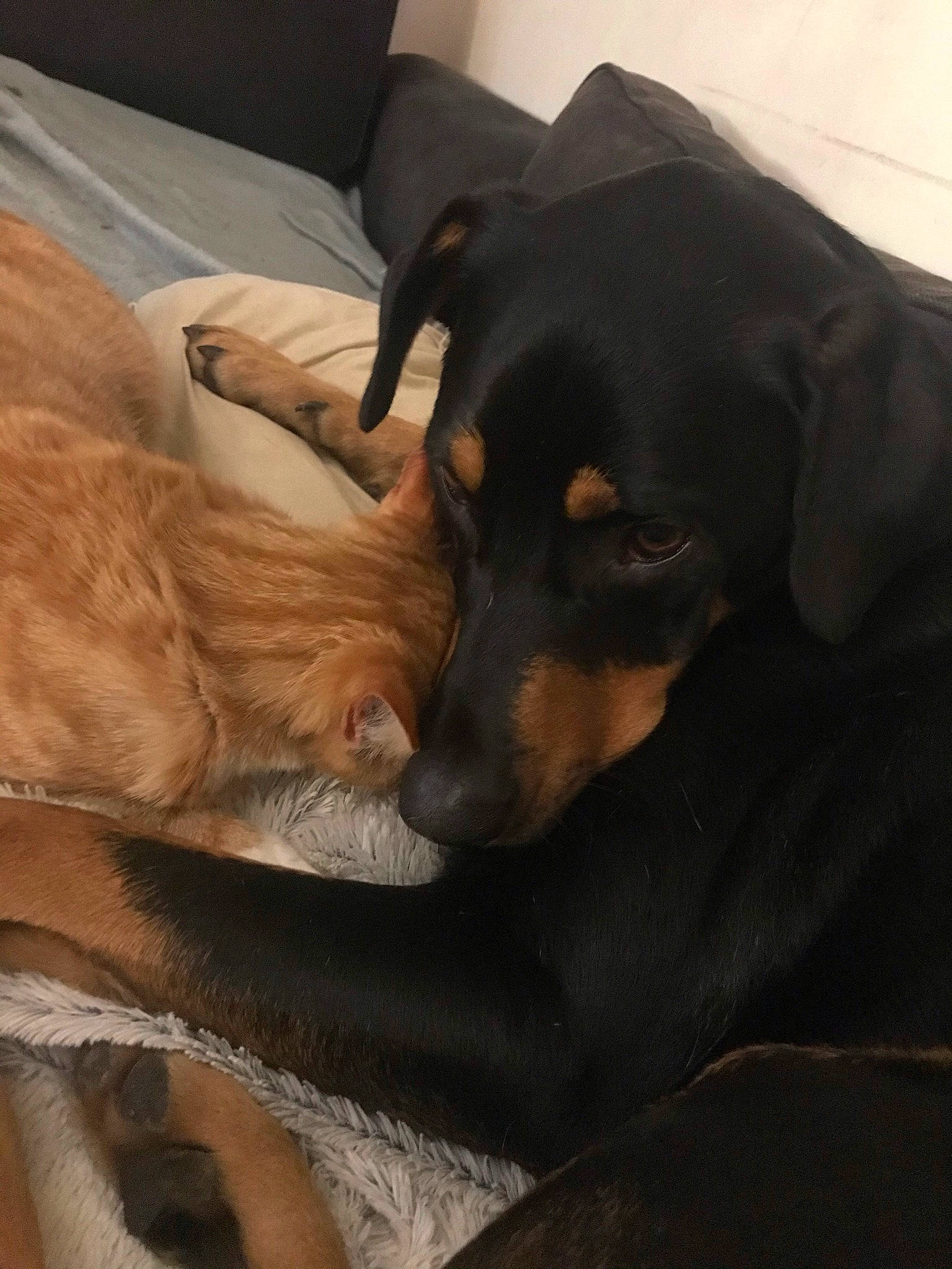 Charli participe au concours pour gagner de l'argent avec cette photo : bed, canidae, carnivore, comfort, companion_dog, couch, dog, dog_breed, ear, fawn, fur, guard_dog, nap, puppy, snout, sporting_group, toy_dog, whiskers, working_animal, working_dog