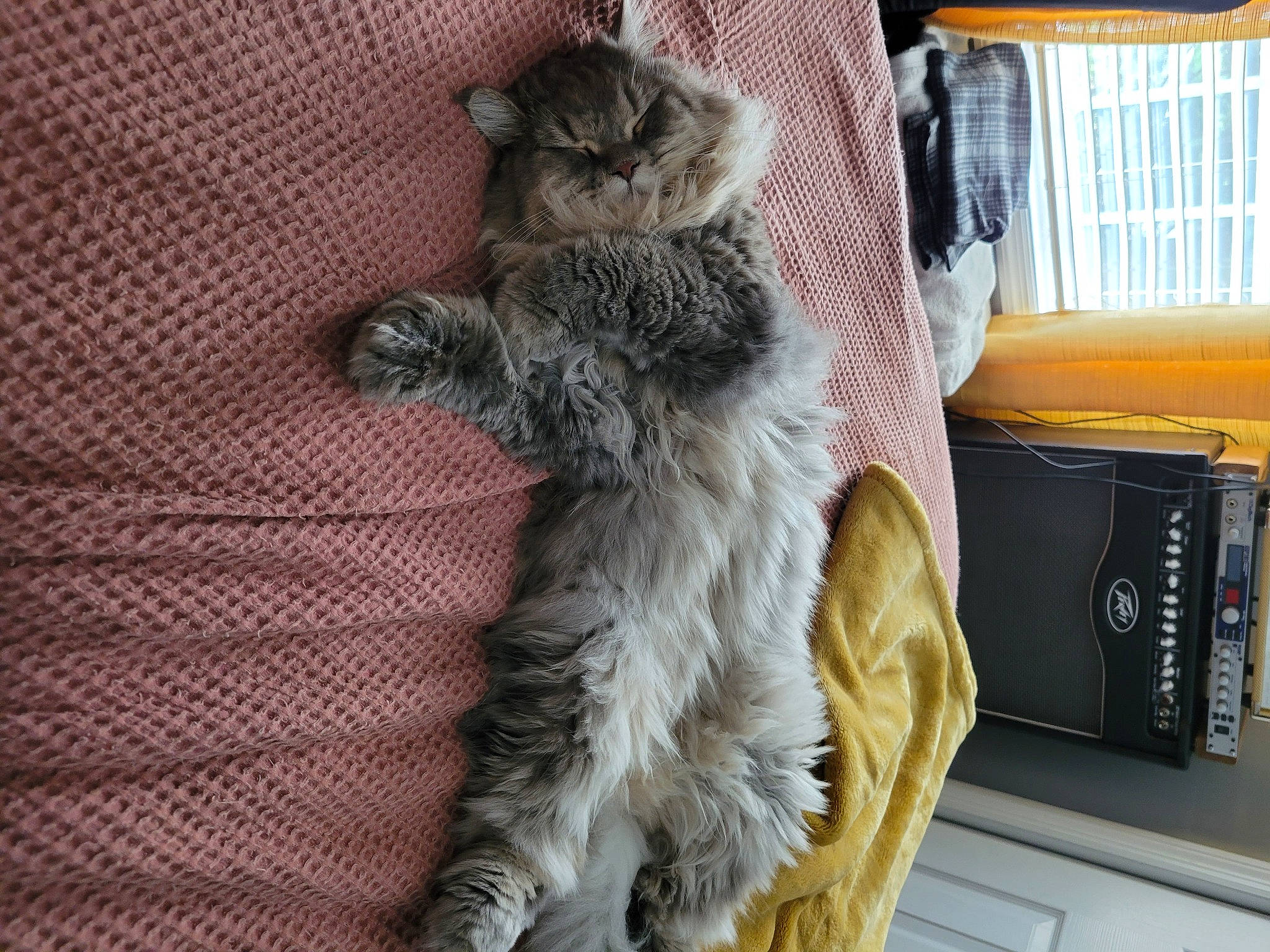 Lido joined the competition — help win amazing prizes! book, bookcase, canidae, carnivore, cat, claw, comfort, domestic_short_haired_cat, felidae, fur, grey, nap, office_supplies, paw, publication, small_to_medium_sized_cats, snout, tail, whiskers