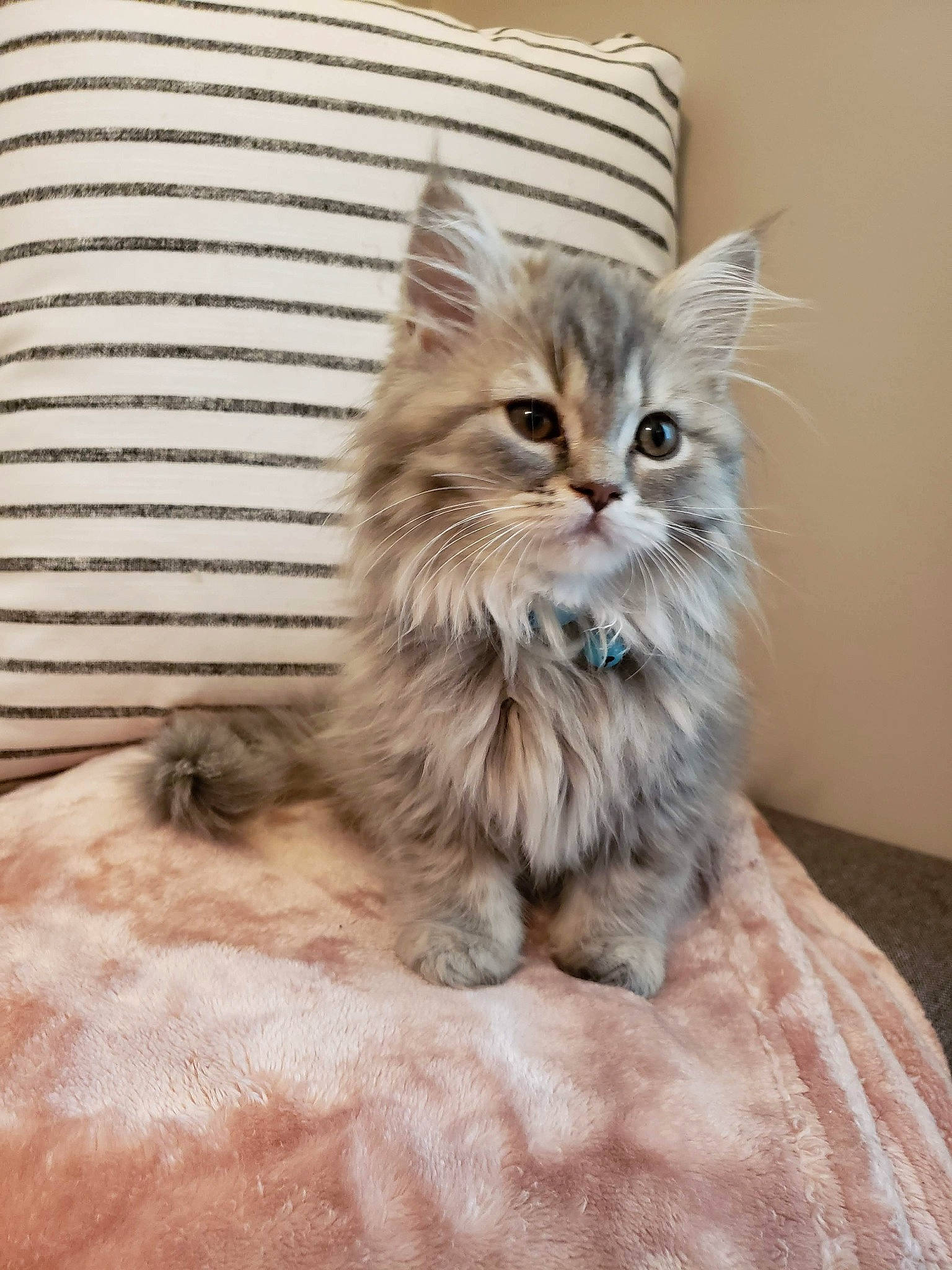 Lido is registered to the contest to win money with this photo: british_longhair, carnivore, cat, chair, claw, comfort, domestic_short_haired_cat, fawn, felidae, fur, maine_coon, norwegian_forest_cat, paw, plant, small_to_medium_sized_cats, snout, tail, terrestrial_animal, whiskers, wood