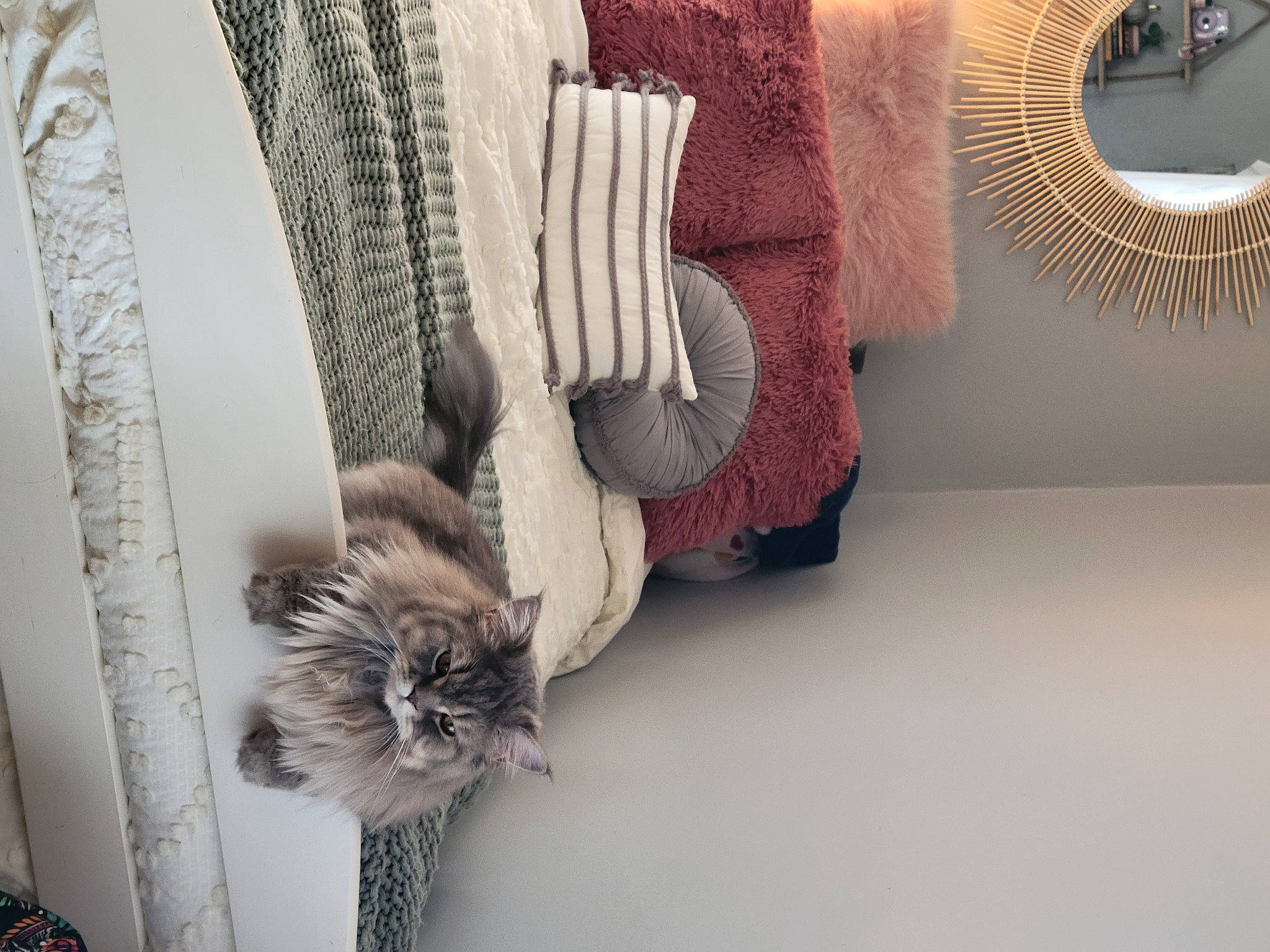 Lido is registered to the contest to win money with this photo: carnivore, cat, comfort, domestic_short_haired_cat, fashion_accessory, felidae, flooring, fur, grey, line, linens, pattern, rectangle, room, small_to_medium_sized_cats, tail, textile, whiskers, wood, wool