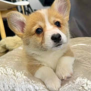 Veyka is registered to the contest to win money with this photo: animal, canine, cat, cockerspaniel, dog, dogbed, eskimodog, husky, kitten, papillon, pet, puppy, snout