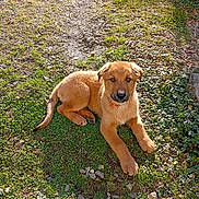 Aïko a rejoint le concours — aidez-le/la à gagner de superbes lots ! puppy, dog, grass, sunlight, outdoor, pet, animal, brown_coat, curious, young_dog, nature, footwear, sandal, ground, rocks, greenery, daylight, laying_down, cute, canine