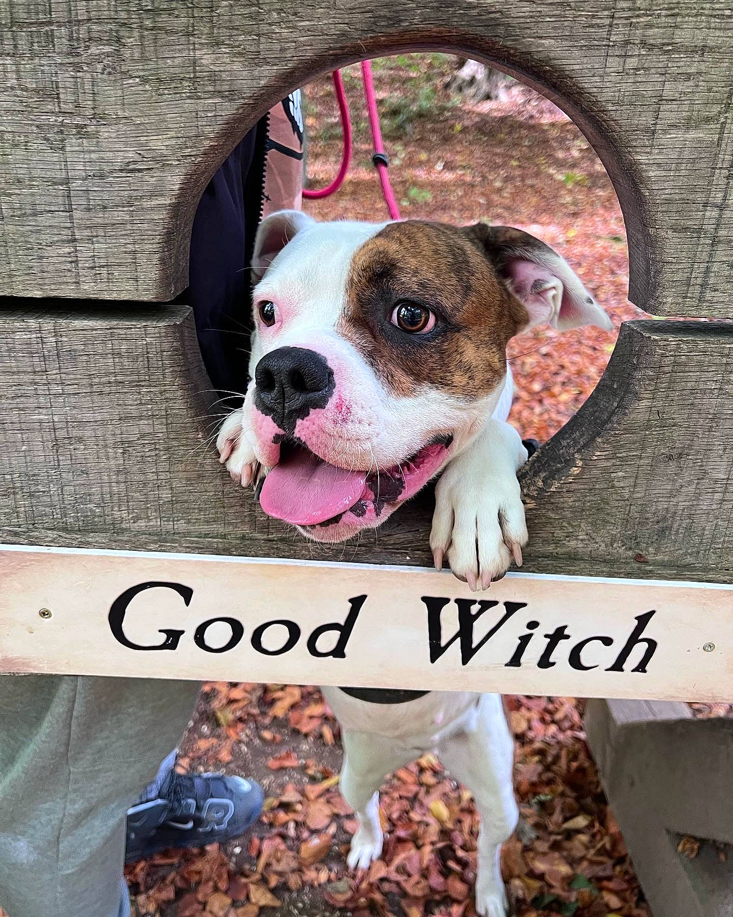 Hope joined the competition — help win amazing prizes! advertising, ancient_dog_breeds, canidae, carnivore, collar, companion_dog, dog, dog_breed, dog_collar, dog_supply, fawn, fur, leash, paw, pet_supply, photo_caption, pink, snout, sporting_group, working_animal