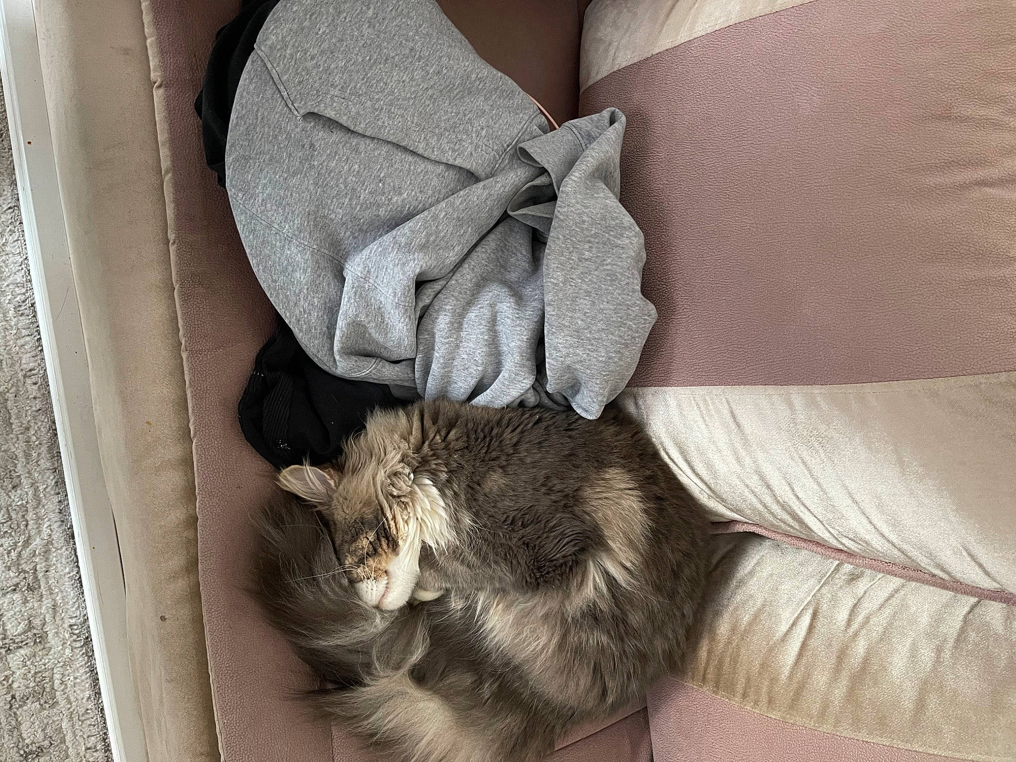 Simon a rejoint le concours — aidez-le/la à gagner de superbes lots ! carnivore, cat, claw, comfort, domestic_short_haired_cat, fashion_accessory, felidae, fur, grey, human_leg, monochrome, monochrome_photography, pattern, paw, sitting, small_to_medium_sized_cats, still_life_photography, tail, whiskers, wood