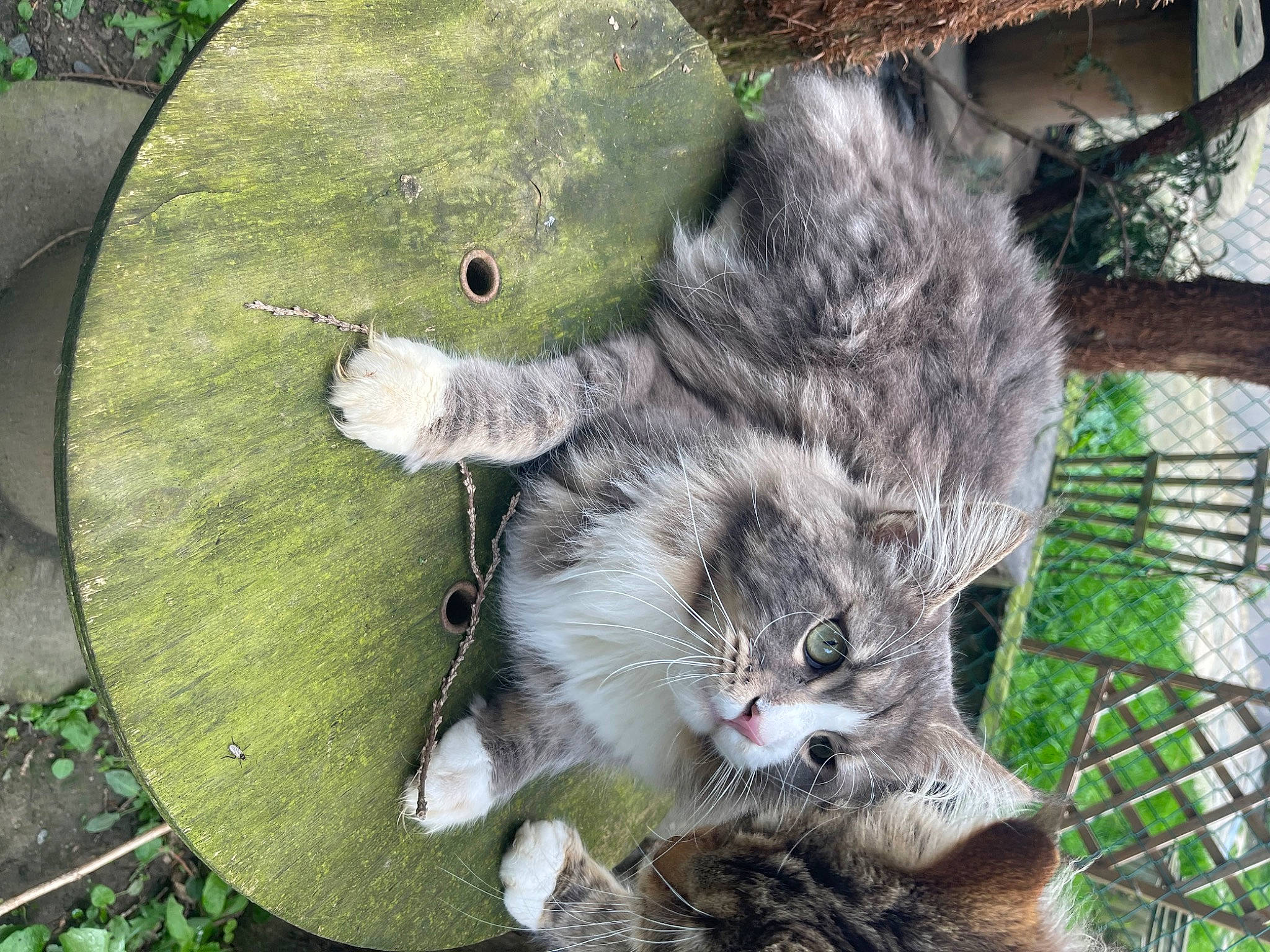 Simon participe au concours pour gagner de l'argent avec cette photo : cat, circle, domestic_short_haired_cat, felidae, fur, grass, groundcover, mesh, paw, plant, small_to_medium_sized_cats, tail, terrestrial_animal, terrestrial_plant, tree, trunk, vertebrate, whiskers, wildlife, wood