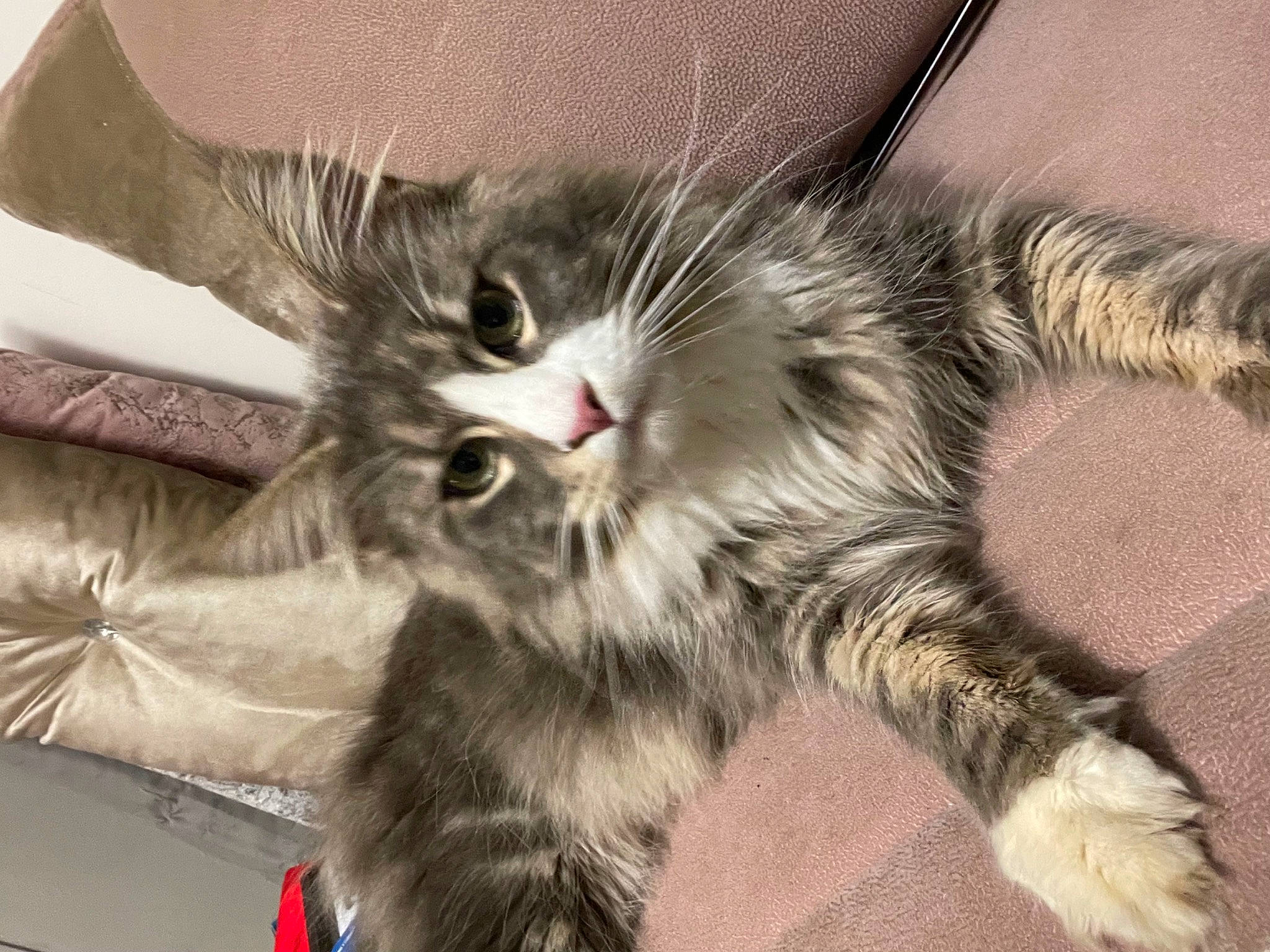 Simon a rejoint le concours — aidez-le/la à gagner de superbes lots ! carnivore, cat, claw, comfort, domestic_short_haired_cat, felidae, foot, fur, nap, paw, small_to_medium_sized_cats, snout, tail, terrestrial_animal, whiskers