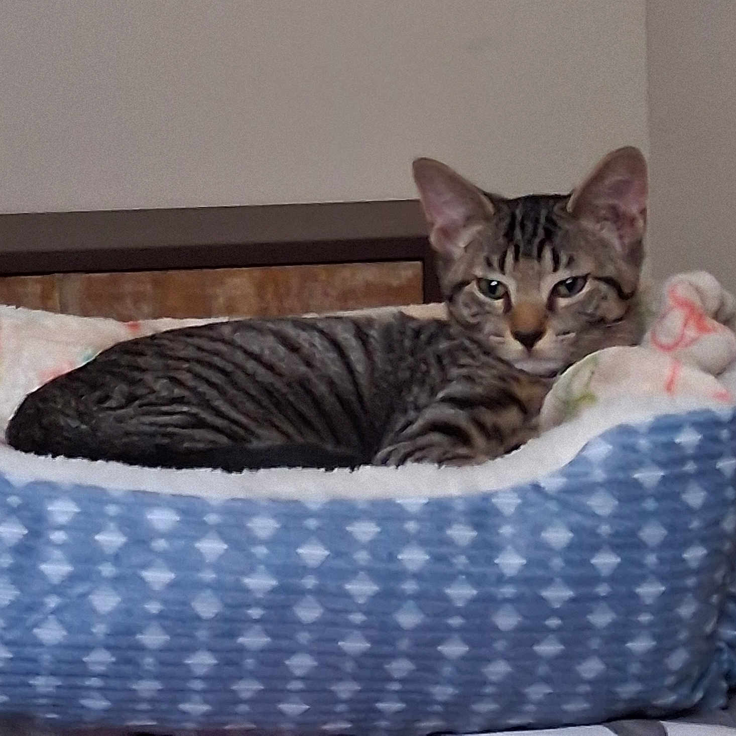 Jasper joined the competition — help win amazing prizes! animal, blanket, cat, comfort, cozy, cute, domestic_cat, ears, feline, fur, home, indoor, pet_bed, relaxed, resting, sleepy, soft, striped, tabby_cat, whiskers