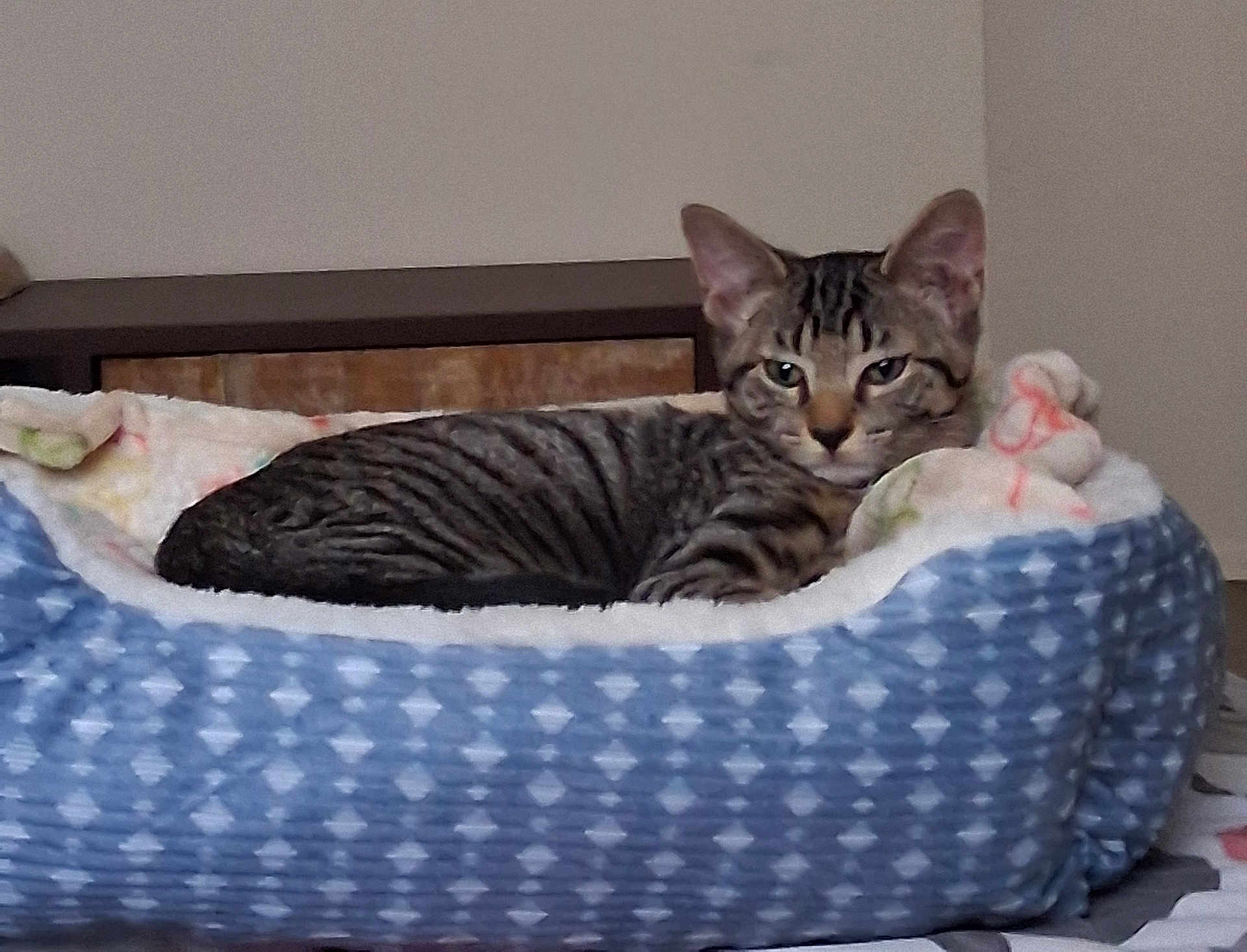 Jasper joined the competition — help win amazing prizes! cat, tabby_cat, pet_bed, blanket, indoor, feline, resting, striped, cozy, fur, animal, cute, relaxed, ears, whiskers, home, soft, sleepy, comfort, domestic_cat