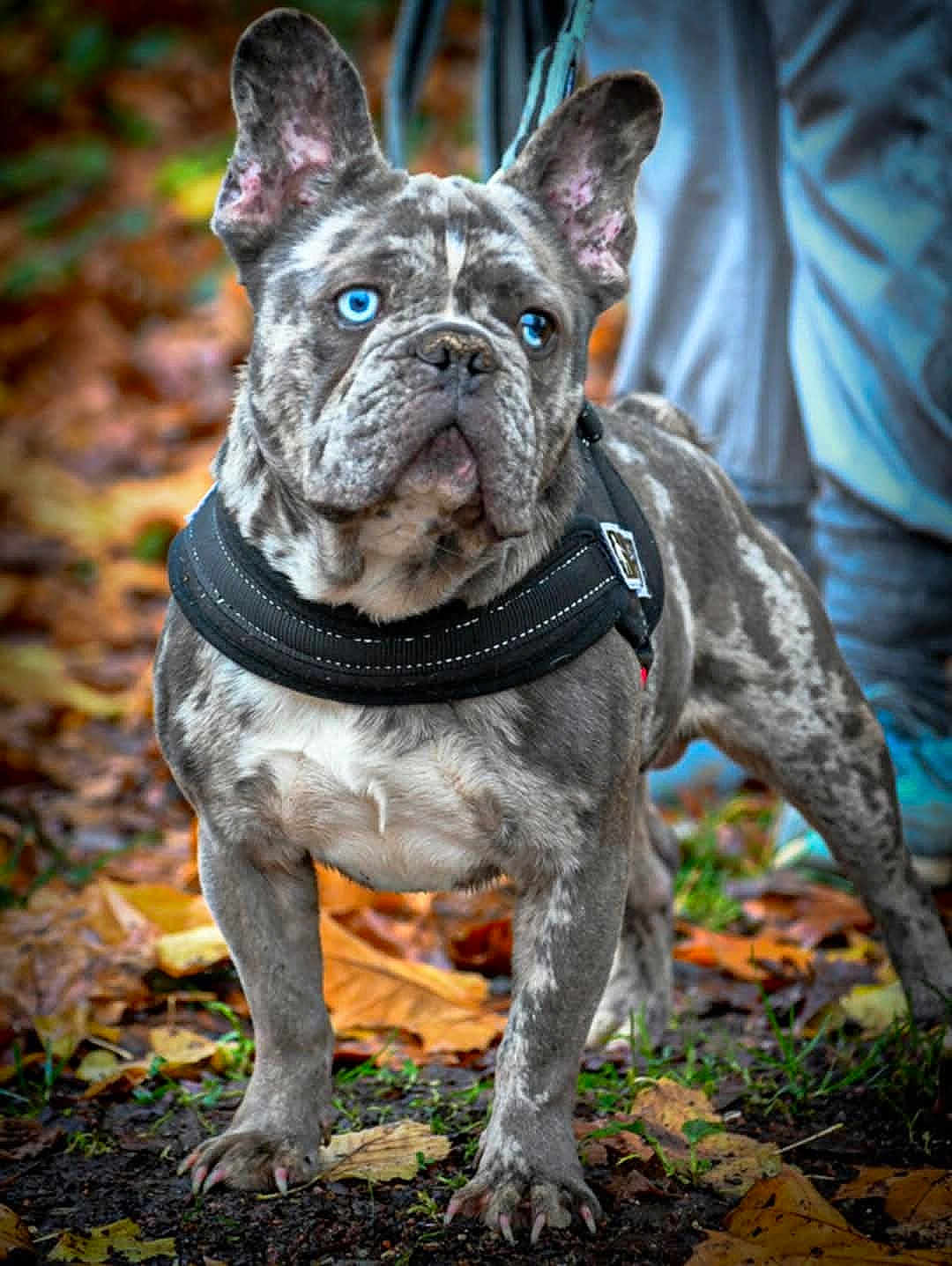 Olaf a rejoint le concours — aidez-le/la à gagner de superbes lots ! french_bulldog, dog, blue_eyes, merle_coat, harness, autumn, leaves, outdoor, pet, canine, animal, standing, alert, grass, person_partial, nature, fall_season, closeup, portrait, cute