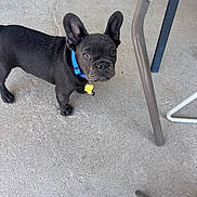 Yoda joined the competition — help win amazing prizes! dog, french_bulldog, puppy, black_dog, blue_collar, concrete_floor, metal_chair, pet, animal, ears, looking_up, outdoor, young_dog, cute, small_dog, domestic_animal, four_legs, collar_tag, standing, curious