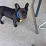 dog, french_bulldog, puppy, black_dog, blue_collar, concrete_floor, metal_chair, pet, animal, ears, looking_up, outdoor, young_dog, cute, small_dog, domestic_animal, four_legs, collar_tag, standing, curious