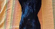 Onyx a rejoint le concours — aidez-le/la à gagner de superbes lots ! black_cat, cat, stretching, feline, pet, indoor, couch, striped, orange, green, relaxed, paw, tail, fur, animal, mammal, domestic_animal, resting, cute, playful