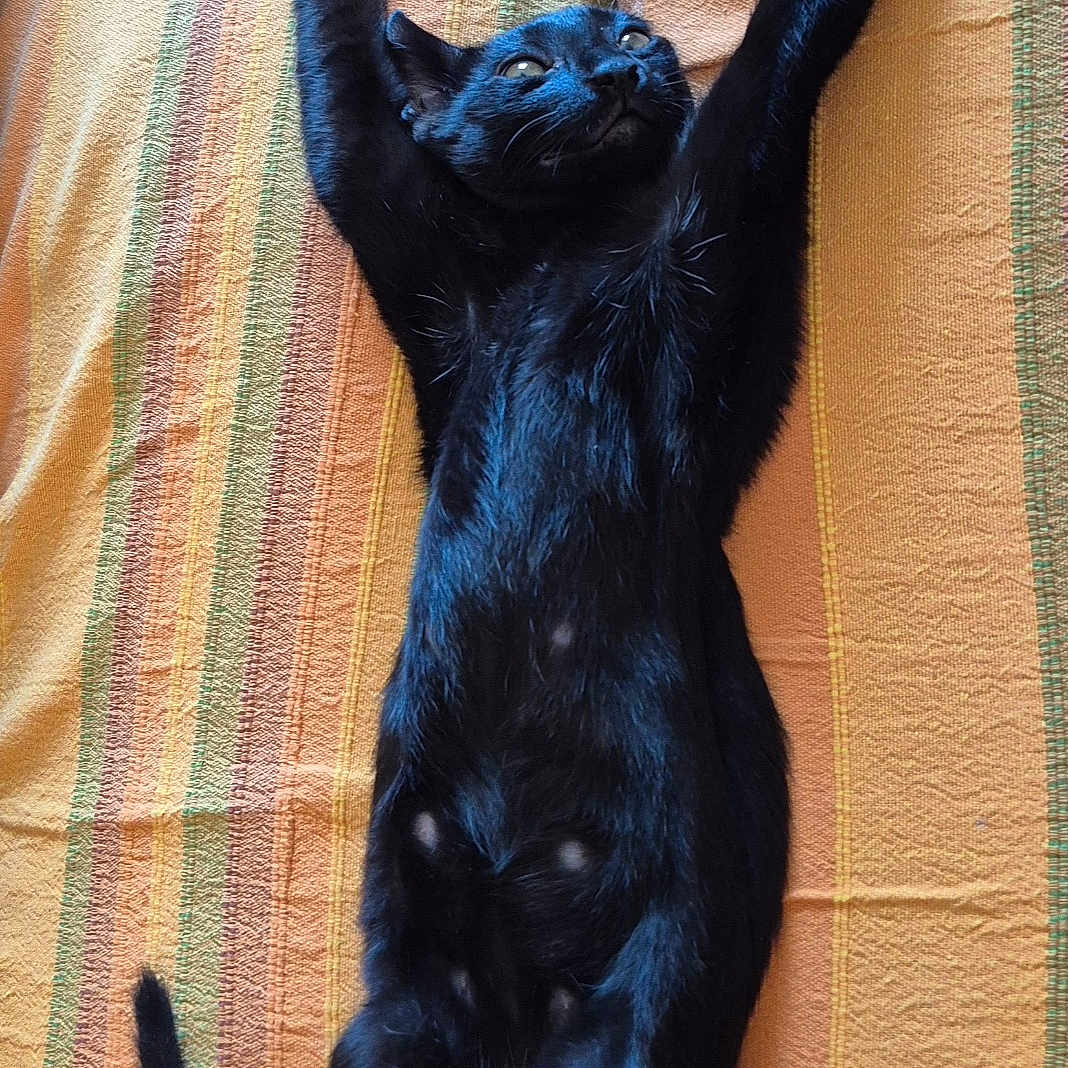 Onyx