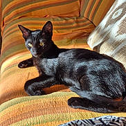 Onyx participe au concours pour gagner de l'argent avec cette photo : black_cat, cat, pet, animal, indoor, couch, striped_couch, orange_couch, sunlight, yellow_eyes, fur, relaxing, resting, feline, cozy, home, comfort, domestic_animal, paw, tail