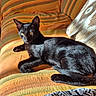 black_cat, cat, pet, animal, indoor, couch, striped_couch, orange_couch, sunlight, yellow_eyes, fur, relaxing, resting, feline, cozy, home, comfort, domestic_animal, paw, tail