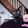 Onyx a rejoint le concours — aidez-le/la à gagner de superbes lots ! black_cat, cat, indoor, stairs, radiator, blanket, pink, floral_pattern, pet, animal, curious, wide_eyes, feline, resting, close_up, domestic, cozy, living_room, household, fur