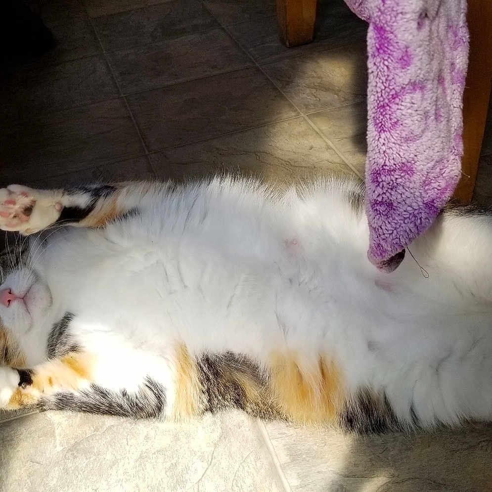 Cake is registered to the contest to win money with this photo: aegean_cat, carnivore, cat, claw, domestic_long_haired_cat, european_shorthair, fawn, felidae, fur, kitten, norwegian_forest_cat, paw, persian, polydactyl_cat, ragdoll, small_to_medium_sized_cats, tail, turkish_angora, turkish_van, whiskers