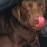 Hershey Kisses is registered to the contest to win money with this photo: animal, brown_dog, car_interior, chocolate_lab, closeup, collar, cute, dog, eyes, face, funny, fur, licking, nose, pet, portrait, seated, tag, tongue, vehicle