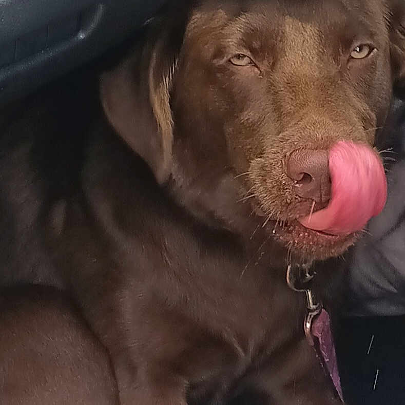 Hershey Kisses is registered to the contest to win money with this photo: animal, brown_dog, car_interior, chocolate_lab, closeup, collar, cute, dog, eyes, face, funny, fur, licking, nose, pet, portrait, seated, tag, tongue, vehicle