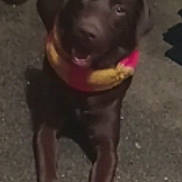 Hershey Kisses joined the competition — help win amazing prizes! animal, blurry, brown_dog, canine, close_up, collar, cute, dog, four_legs, funny, ground, outdoor, pet, pink, playful, portrait, puppy, standing, toy, yellow