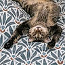 Konan a rejoint le concours — aidez-le/la à gagner de superbes lots ! animal, bed, bedding, blue_eyes, cat, funny, fur, indoors, lying_down, patterned_fabric, paws, pet, portrait, relaxed, sprawled, striped_fur, tabby_cat, upside_down, whiskers, wooden_floor