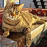 Konan participe au concours pour gagner de l'argent avec cette photo : alert, animal, cat, close_up, cushion, feline, furniture, green_eyes, home, indoor, lying_down, paws, pet, photography, portrait, relaxed, striped_fur, sunlight, tabby, whiskers