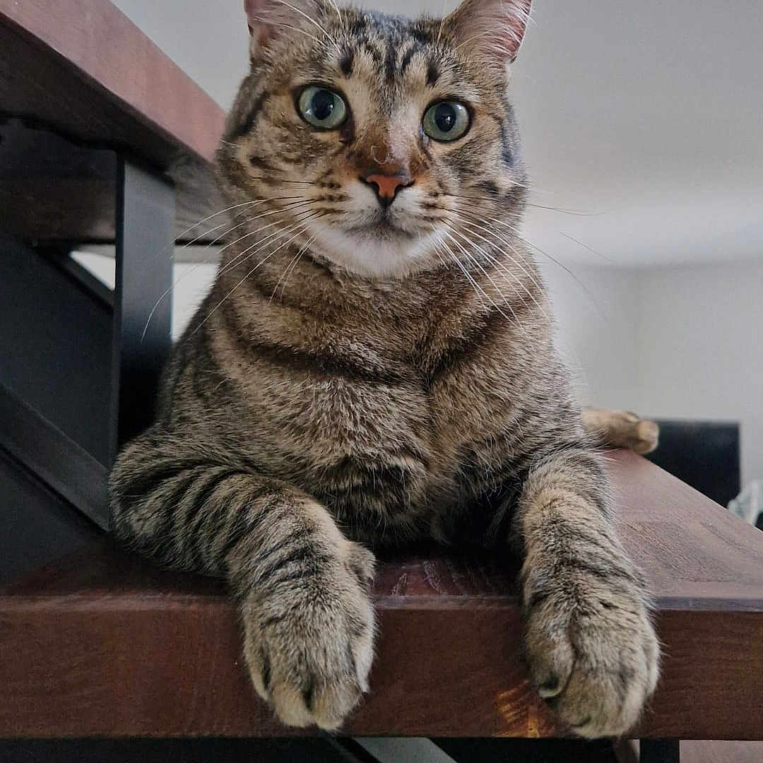 Konan participe au concours pour gagner de l'argent avec cette photo : abyssinian, angora, animal, cat, chair, couch, desk, egyptiancat, electronics, furniture, hardwood, indoors, interiordesign, kitten, manx, pet, plywood, stainedwood, table, wood