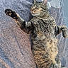 animal, bed, blanket, cat, cozy, ears, funny_pose, fur, indoors, paw, pet, portrait, relaxed, resting, sleeping, stretching, striped, tabby_cat, vertical_photo, whiskers