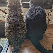 Konan participe au concours pour gagner de l'argent avec cette photo : cat, tabby_cat, black_cat, pets, animals, window, wooden_surface, indoor, looking_out, tail, feline, domestic_cat, companions, curiosity, back_view, quiet, resting, natural_light, household, curled_tail