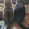 cat, tabby_cat, black_cat, pets, animals, window, wooden_surface, indoor, looking_out, tail, feline, domestic_cat, companions, curiosity, back_view, quiet, resting, natural_light, household, curled_tail