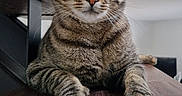 Konan participe au concours pour gagner de l'argent avec cette photo : abyssinian, angora, animal, cat, chair, couch, desk, egyptiancat, electronics, furniture, hardwood, indoors, interiordesign, kitten, manx, pet, plywood, stainedwood, table, wood