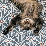Konan participe au concours pour gagner de l'argent avec cette photo : animal, bed, bedspread, belly, blue_eyes, cat, feline, funny_pose, indoors, lying_down, patterned_fabric, paws, pet, relaxed, sleeping, striped_fur, tabby_cat, upside_down, whiskers, wooden_floor