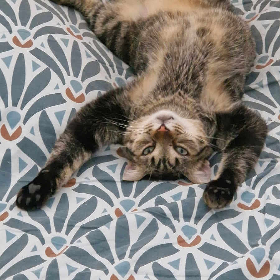 Konan participe au concours pour gagner de l'argent avec cette photo : animal, bed, bedspread, belly, blue_eyes, cat, feline, funny_pose, indoors, lying_down, patterned_fabric, paws, pet, relaxed, sleeping, striped_fur, tabby_cat, upside_down, whiskers, wooden_floor