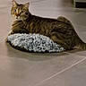 Konan a rejoint le concours — aidez-le/la à gagner de superbes lots ! cat, tabby, pet, indoor, cushion, floor, tile, furniture, sofa, animal, mammal, domestic, cute, resting, alert, looking, cozy, home, furry, whiskers