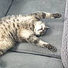 cat, tabby, stretching, couch, gray, furniture, indoor, pet, relaxed, fluffy, soft, blanket, gloves, cozy, sleeping, animal, fur, paw, comfort, resting